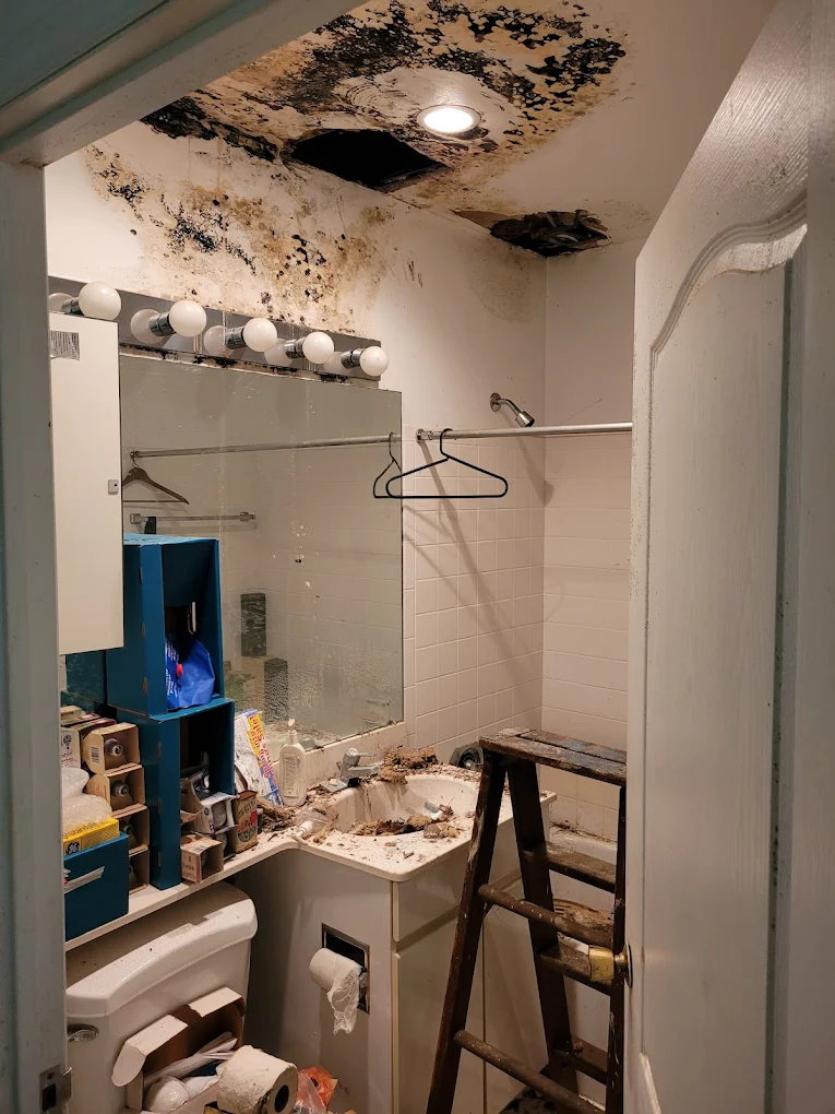 Whac A Mold Highlights IICRC Certification Standards for Professional Mold Remediation Services